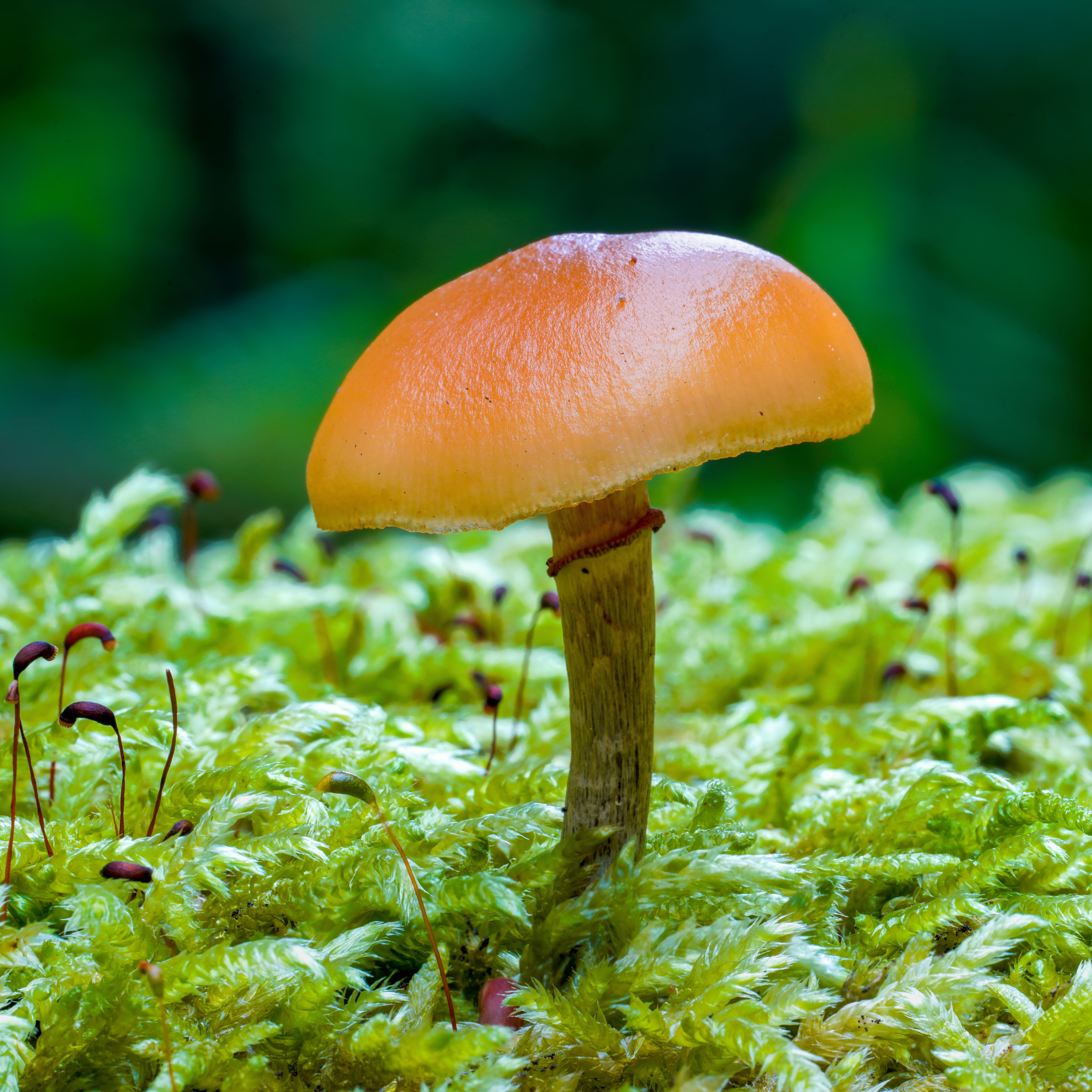 Flatklokkehatt (Galerina marginata)