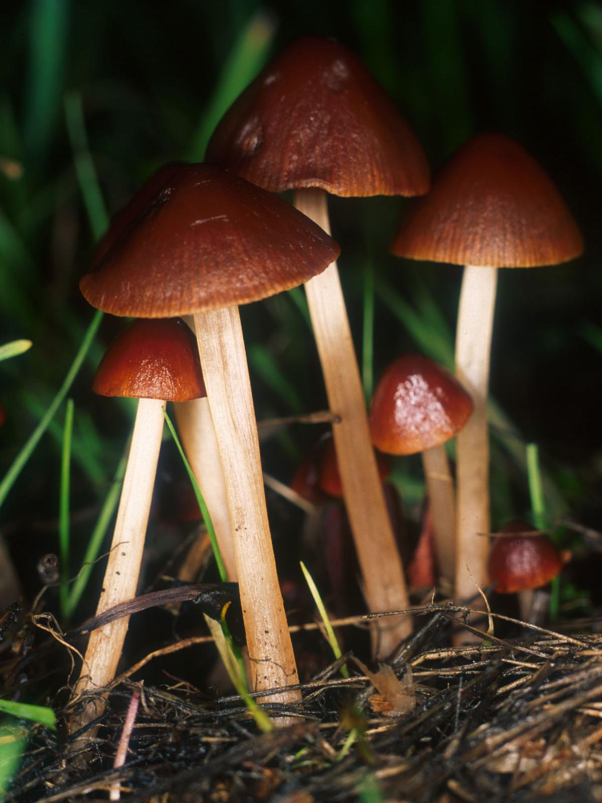 Kjeglesopp (Conocybe)