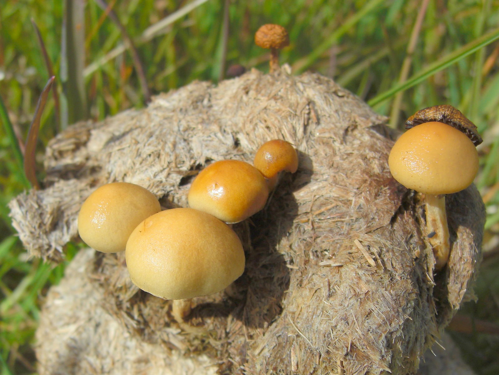 Sitronkragesopp (Stropharia semiglobata)