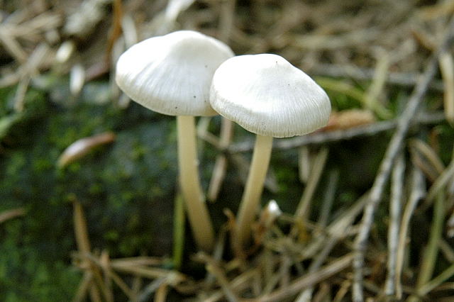 Trevlesopp (Inocybe)